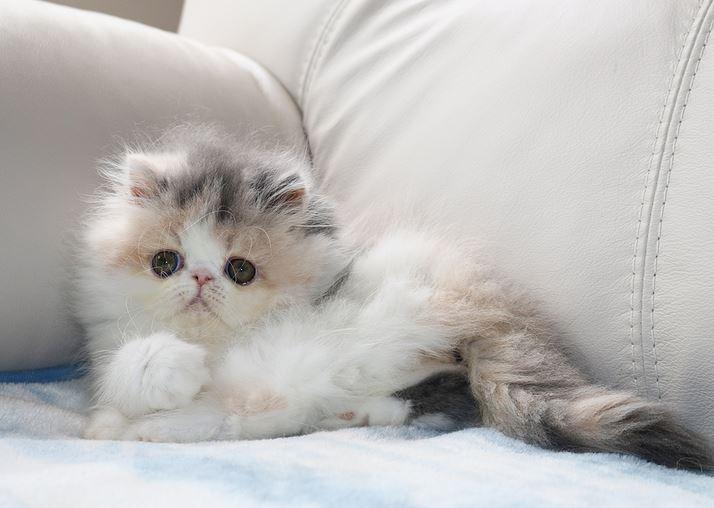 How to choose a Persian kitten? kibows.se